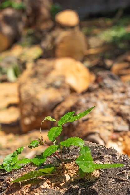 Super close up de uma planta em crescimento com vários troncos de árvore cortados ao fundo