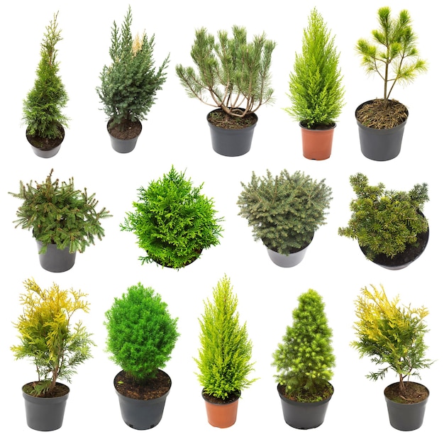 Super colección coníferas de enebros thuja pino ciprés abeto aislado sobre fondo blanco Hermosos árboles de Navidad decorativos Vista plana superior