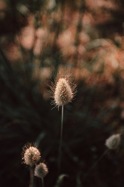 Super en detalle foto de una planta