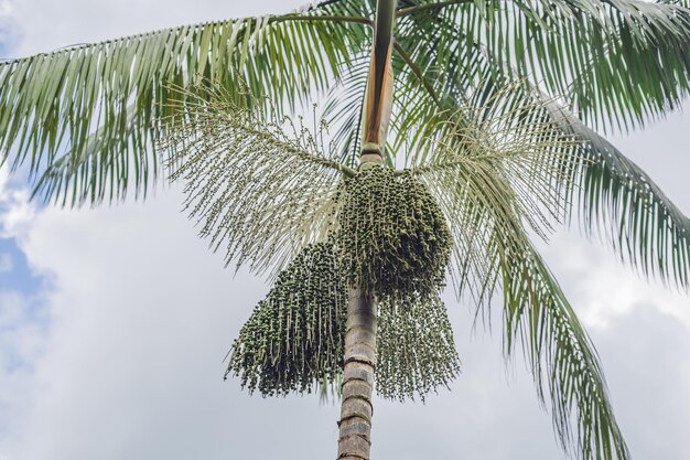 Super Essen. Amazon, Acai-Beere wächst auf einem Baum