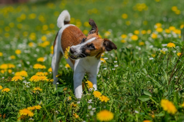Foto super lindo pedigrí smooth fox terrier perro está consciente en el césped cachorro feliz divirtiéndose en el patio trasero día soleado al aire libre