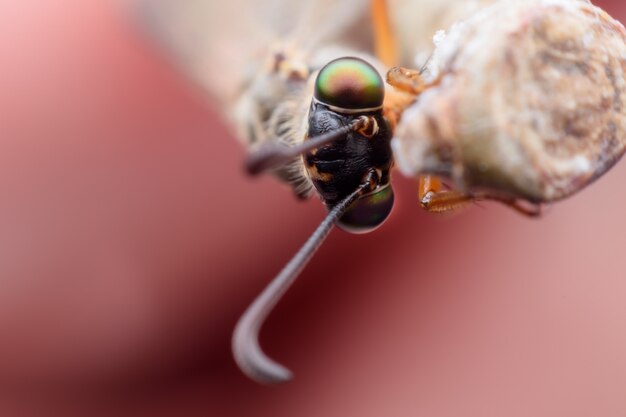 Super Macro Antlion