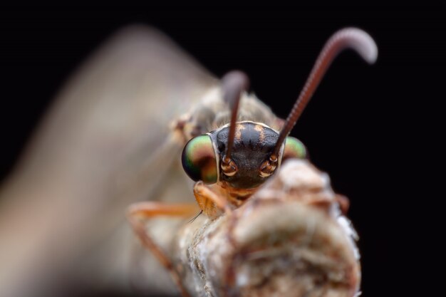 Super Macro Antlion