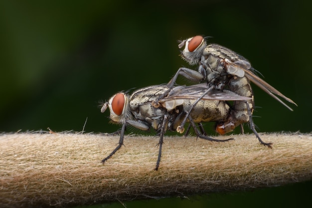 Super macro de apareamiento de mosca doméstica