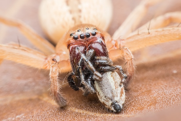 Super macro Aranha saltadora com presa na folha seca