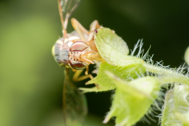 Super macro Bactrocera Zonata ou pêssego mosca da fruta