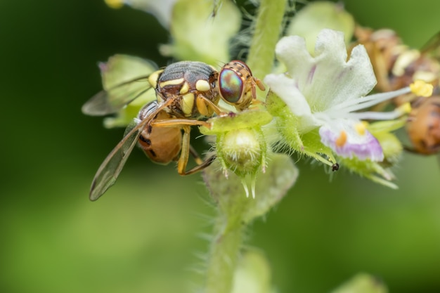 Foto super macro bactrocera zonata ou pêssego mosca da fruta