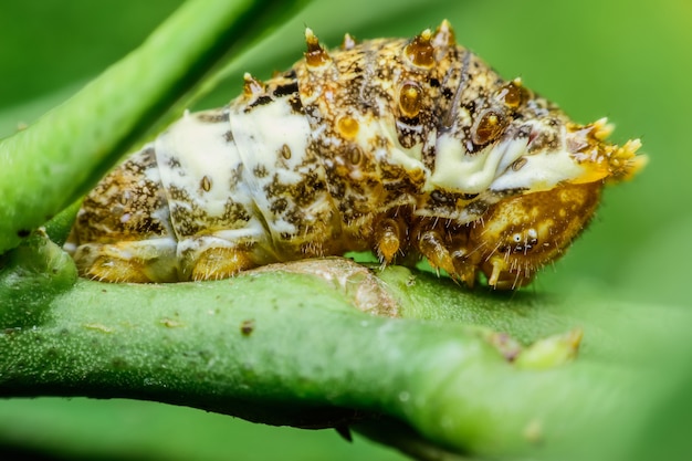 Súper macro Caterpillar en hoja verde