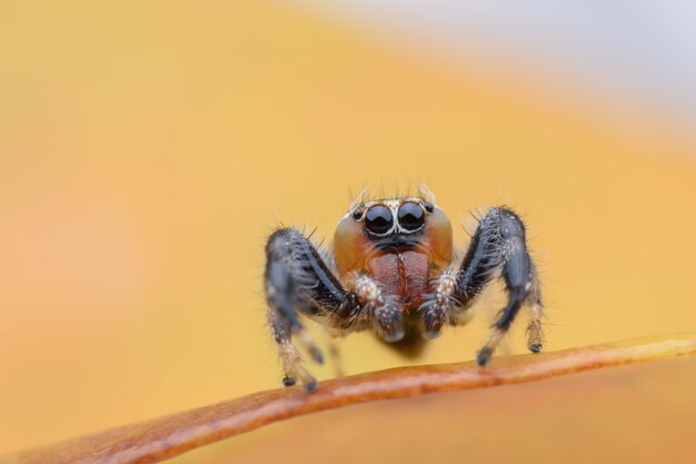 Super macro de aranha saltadora ou Thyene imperialis