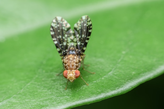 Super macro Drosophila o mosca de la fruta en la hoja verde