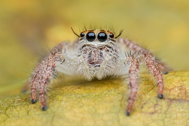 Super macro feminino Hyllus diardi ou saltando aranha na folha