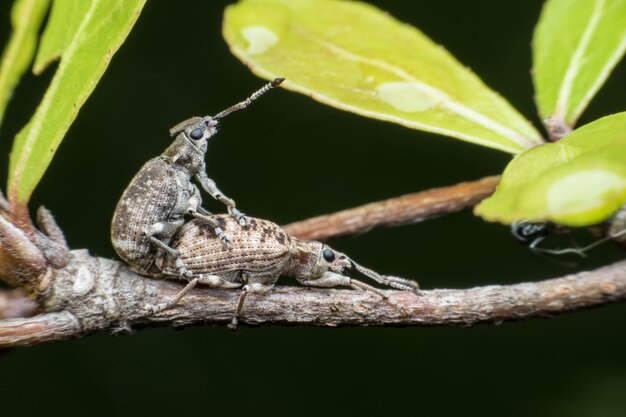 Super macro de los gorgojos de apareamiento