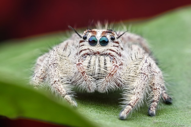 Súper macro hembra Hyllus diardi o araña saltarina en hoja verde