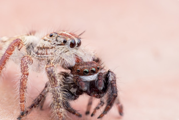 Super macro hembra Hyllus diardi o araña saltarina con presa