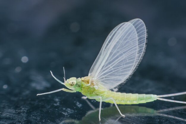 Super macro hembra mayfly en espejo