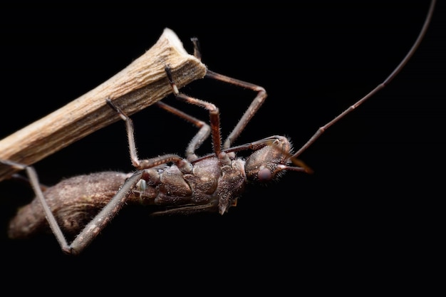 Super macro heteroptera o errores verdaderos