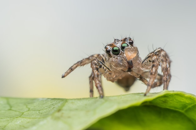 Foto super macro macho joven plexippus paykulli o araña saltarina en la hoja