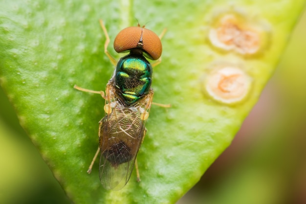 Super macro Mosca da fruta na folha verde