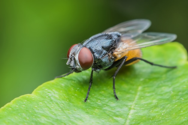 Súper macro mosca doméstica en la hoja verde