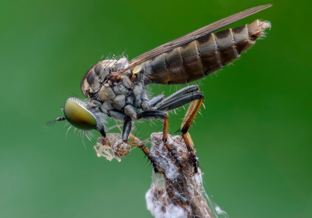 Súper macro mosca de ladrón