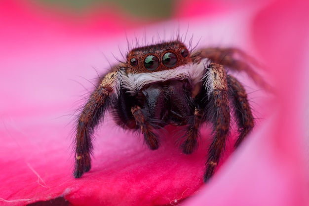 Super macro saltando araña en flor rosa del desierto