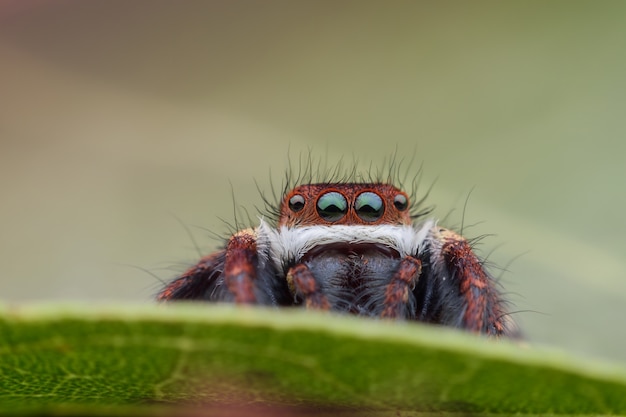 Super macro saltando araña o viduus carrhotus