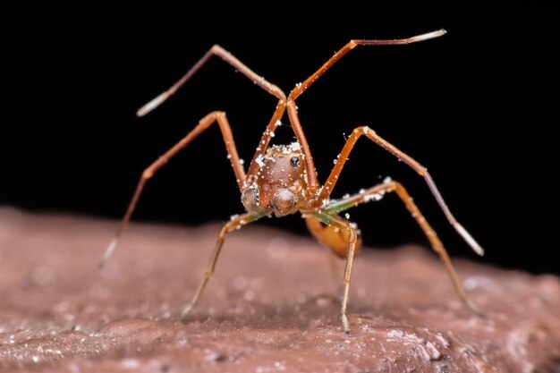 Super macro saltando araña