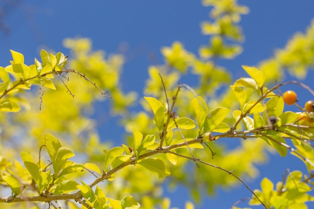 Super primer plano de un Duranta creciente erecto con un cielo azul de fondo