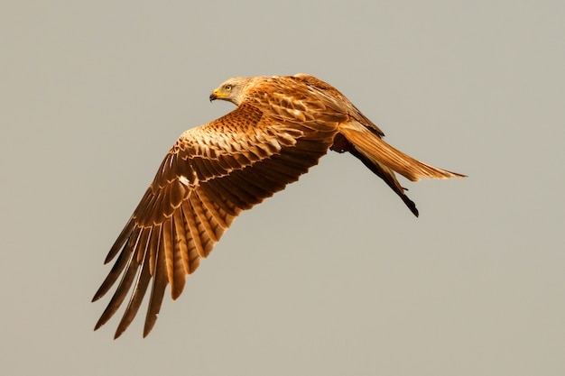 Super Raubvogel im Flug