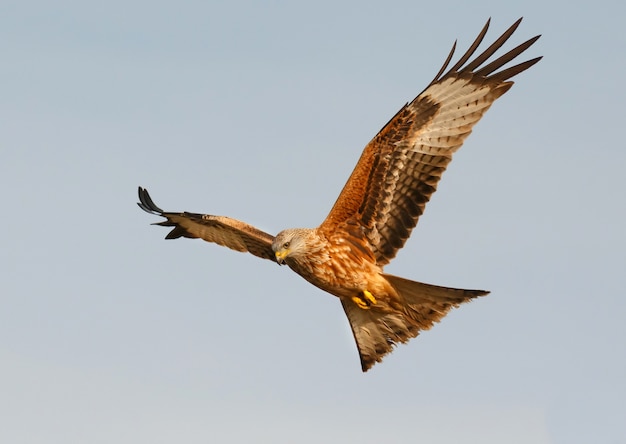 Super Raubvogel im Flug