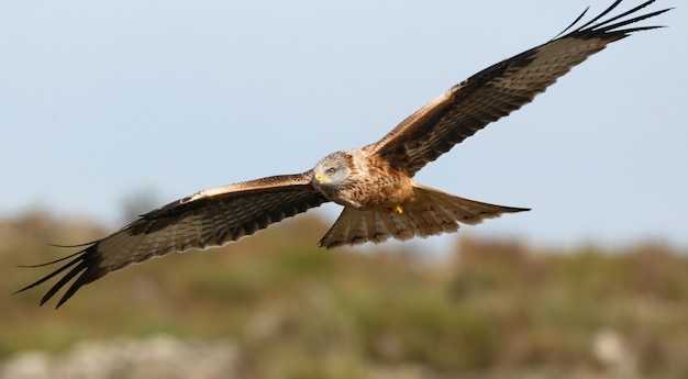 Super Raubvogel im Flug