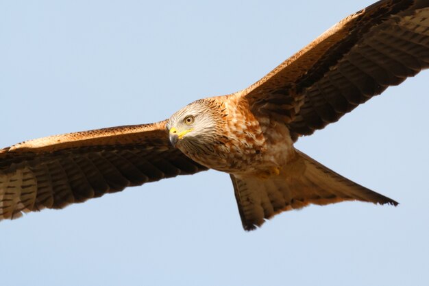 Super Raubvogel im Flug