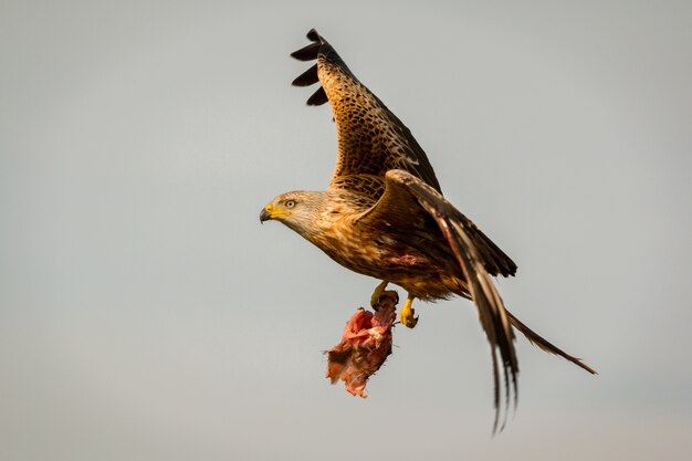 Super Raubvogel im Flug