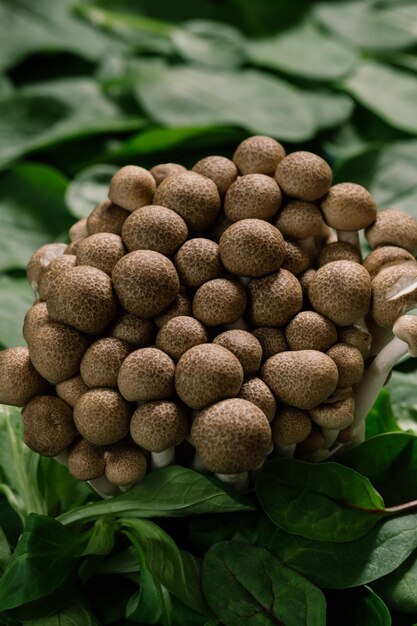 Foto superalimento setas boletus con hojas de espinaca