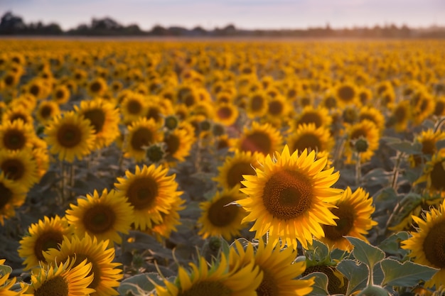 Superfície agrícola com girassóis