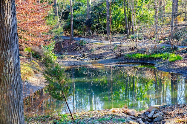 La superficie del agua del estanque refleja un bosque de árboles verdes