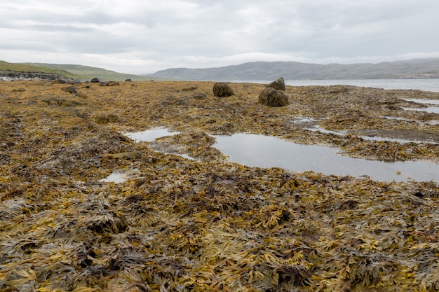 Superficie de algas húmedas de algas de cerca durante la marea baja