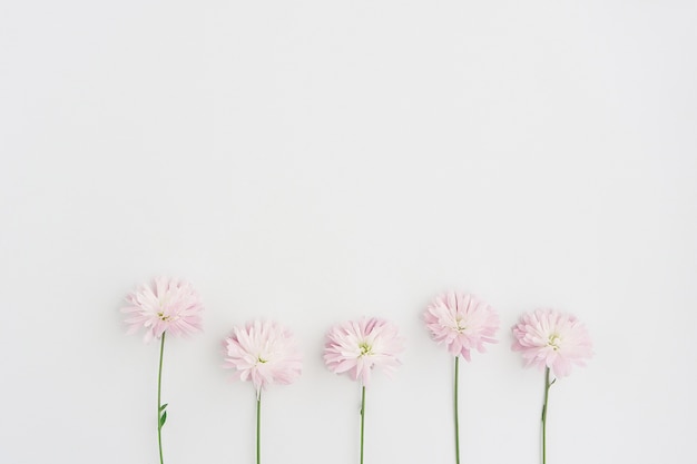 Foto superfície branca com cinco flores em linha