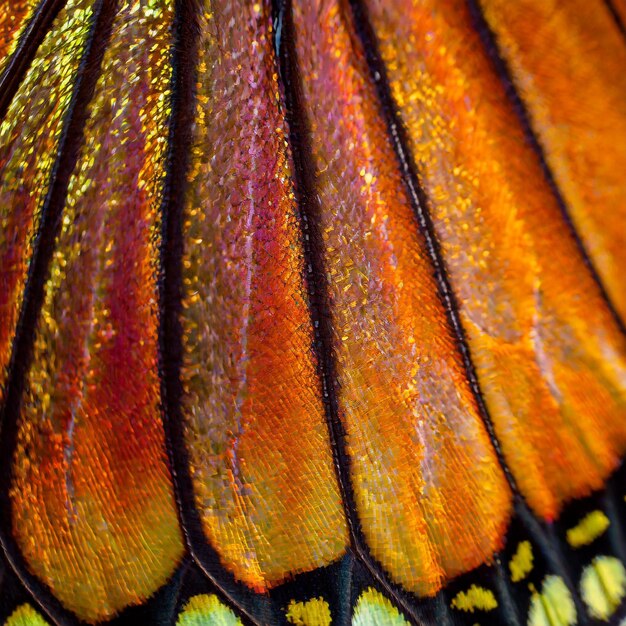 La superficie brillante y iridiscente de un ala de mariposa con colores vibrantes