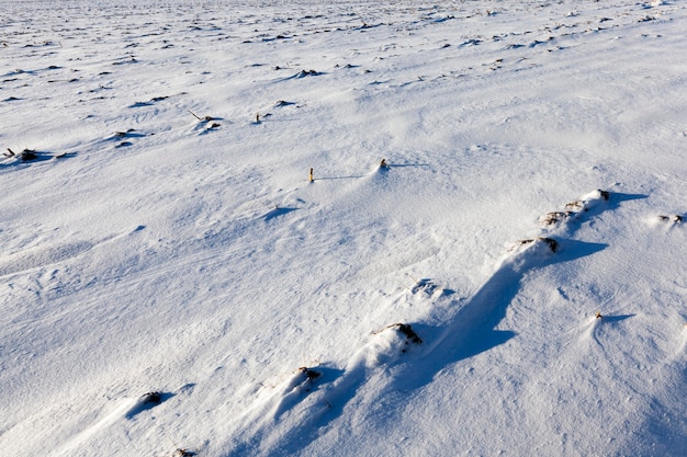 Superfície da neve no campo agrícola. a foto foi tirada de perto no inverno. profundidade de campo pequena. na neve, corte os talos de milho após a colheita