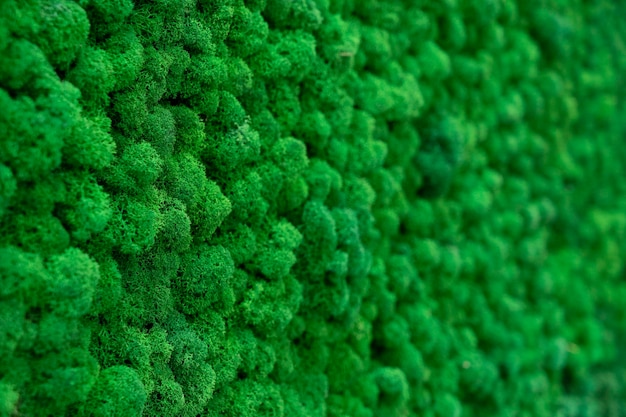 Superfície de close-up da parede coberta com musgo verde Decoração ecológica moderna feita de musgo estabilizado colorido Fundo natural para design e texto