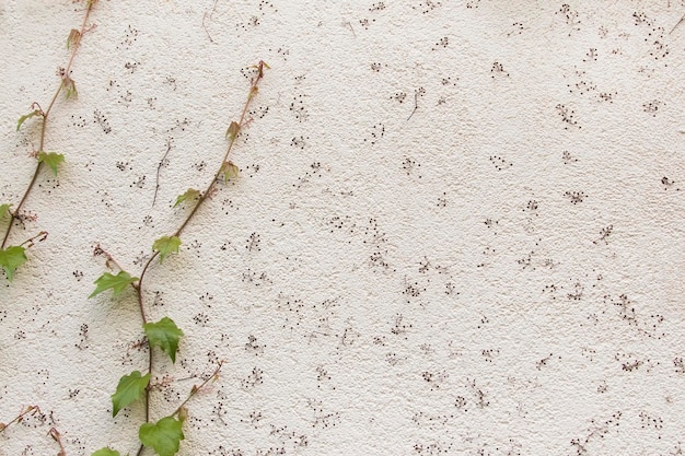 Superfície de concreto branco com um padrão de ponto decorado com folhas de plantas