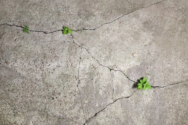 Superfície de concreto velha desmorona com o tempo e plantas verdes brotam nas rachaduras resultantes