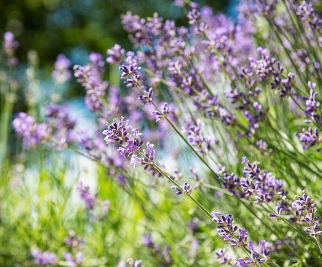 Superfície de flor natural, visão da natureza de flores roxas de lavanda que florescem no jardim.