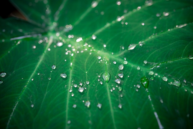 Superfície de folha verde close-up com imagem de fundo de textura de gota de água