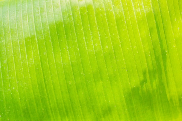 superfície de folhas de bananeira