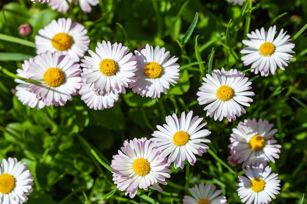 Superfície de grama verde com margaridas vistas de cima