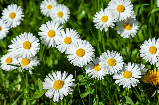 Superfície de grama verde com margaridas vistas de cima