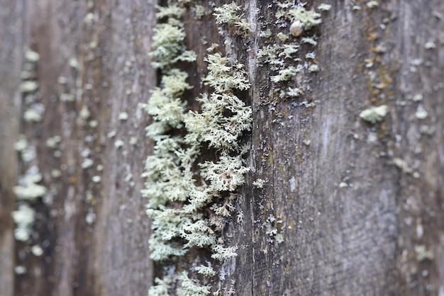 Superfície de madeira velha com grande colônia de líquenes líquen em fungo de foco seletivo de fundo de madeira