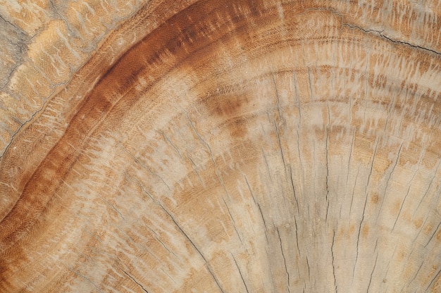 Foto superfície de madeira